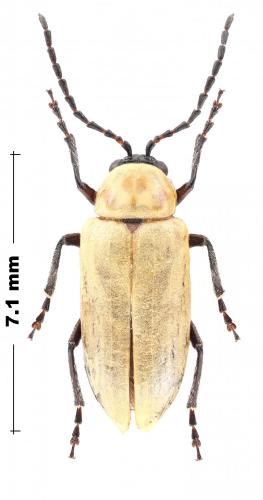 Réf. 269 154 : Galerucinae inconnu